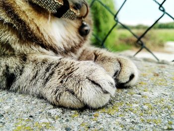 Close-up of cat relaxing outdoors