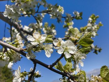 Low angle view of cherry blossoms against sky