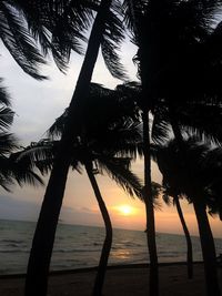 Silhouette palm trees at beach during sunset