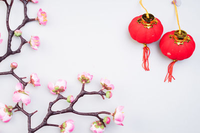 Close-up of pink flowers against white background