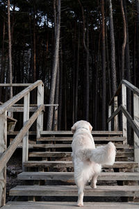 Dog looking away while sitting on staircase in forest