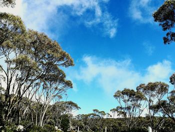 Low angle view of trees against blue sky