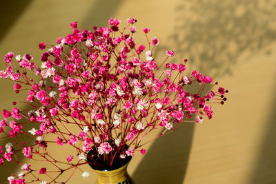 Close-up of pink flowers blooming outdoors