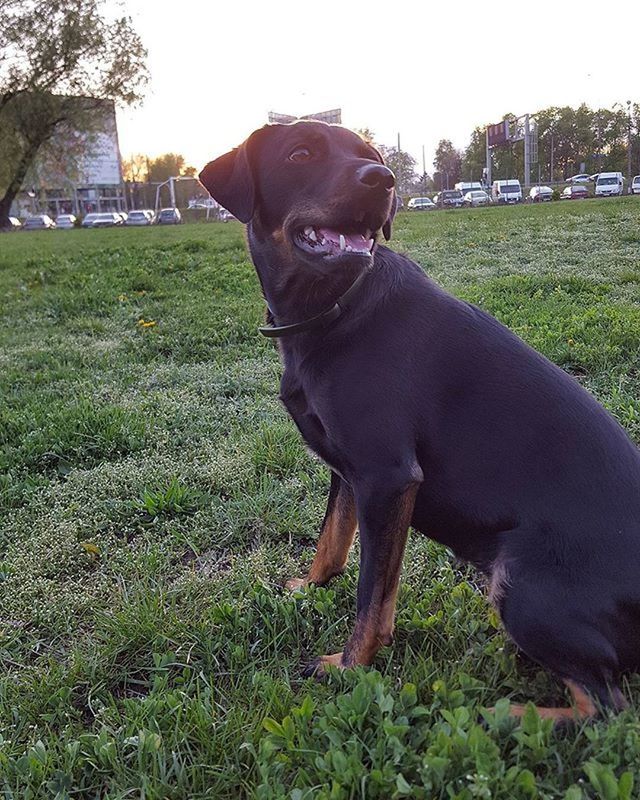 domestic animals, animal themes, mammal, one animal, grass, pets, field, dog, grassy, portrait, standing, animal head, no people, looking at camera, day, outdoors, green color, black color, brown, nature