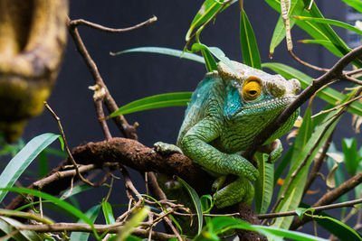 Close-up of lizard on leaf