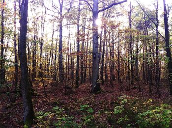 Trees in forest