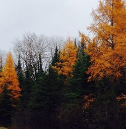 Scenic view of forest during autumn