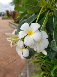 Close-up of frangipani blooming outdoors