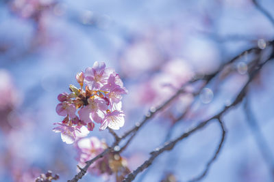 Kawazu cherry blossoms blooming in early spring in toyamago, nagano, japan.