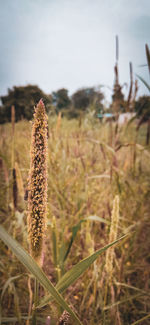 Close-up of succulent plant on field against sky