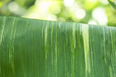 Close-up of plant