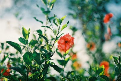 Close-up of red hibiscus blooming outdoors