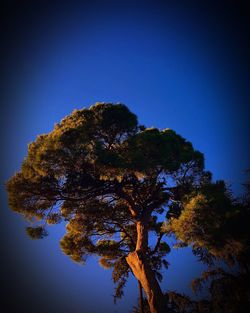 Low angle view of trees against clear blue sky