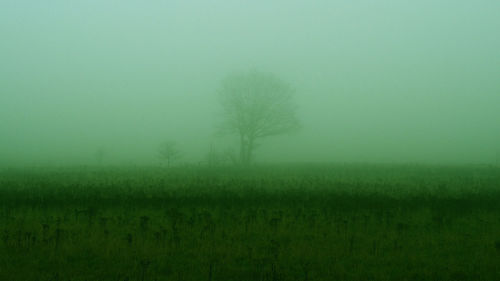 Scenic view of grassy field in foggy weather
