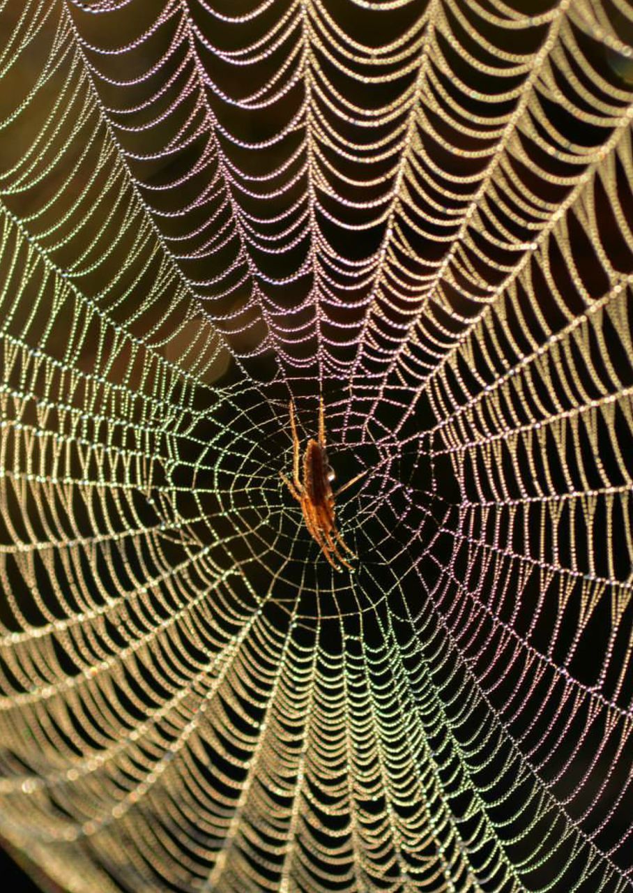 FULL FRAME SHOT OF WEB