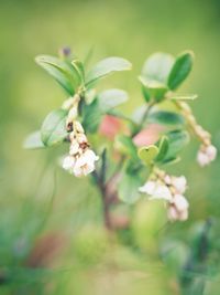 Close-up of white flowering plant