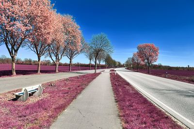 Road amidst trees against sky during autumn