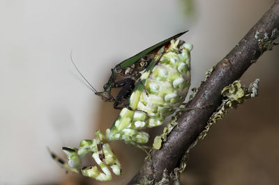 Close-up of butterfly on leaf