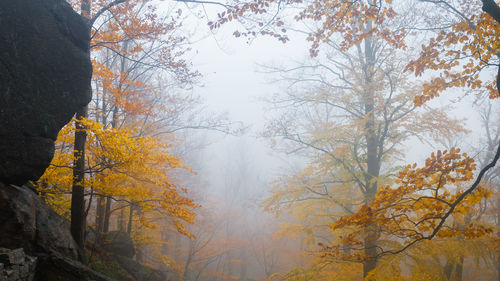 Scenic view of autumnal trees against sky