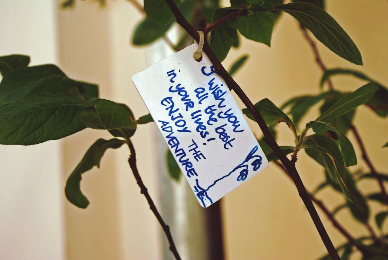 text, western script, communication, focus on foreground, close-up, leaf, plant, green color, paper, growth, hanging, selective focus, message, day, no people, indoors, non-western script, low angle view, information sign