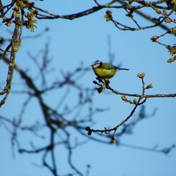 Low angle view of bird perching on branch