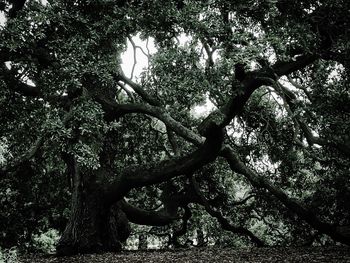 Low angle view of trees in forest against sky