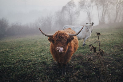 Highland cow in a field