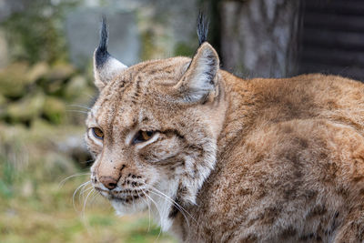 Close-up of a cat looking away