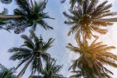 Upward view to coconut green leaves, gray stem and high trunk with fruits under white clouds sky