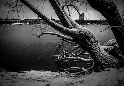 Fallen tree on snow covered land