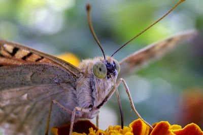 Close-up of butterfly on leaf