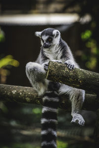 Portrait of lemur sitting on tree branch