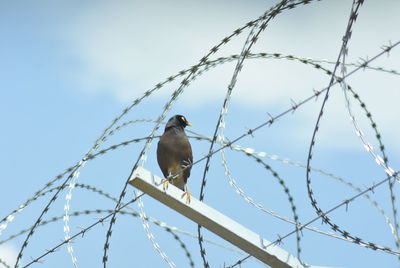 Low angle view of bird perching on fence against sky