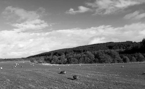 Scenic view of landscape against sky