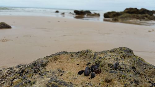 Mussels on rock at beach