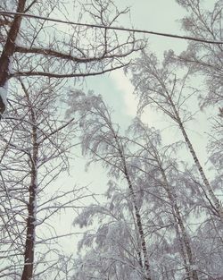 Low angle view of bare trees against sky in winter