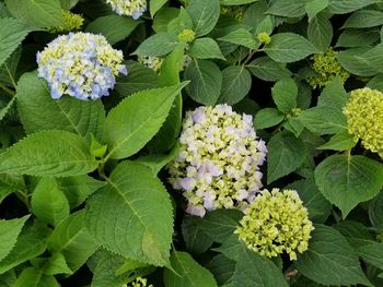 High angle view of flowering plant