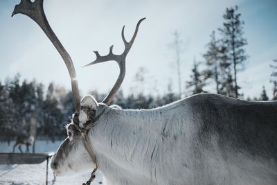 Close-up of reindeer