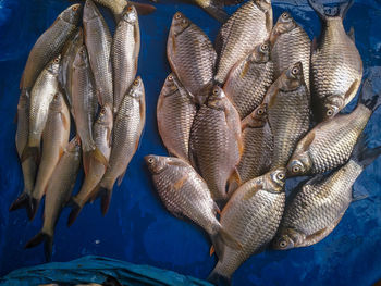 Fish for sale in market