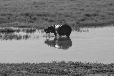 Horse drinking water in a lake