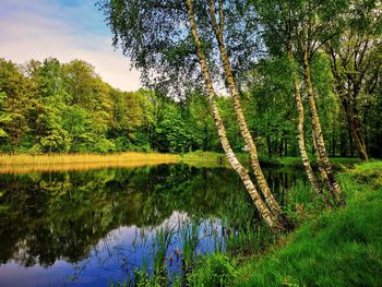 Scenic view of lake against trees in forest