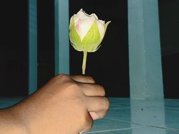 Close-up of hand holding rose flower