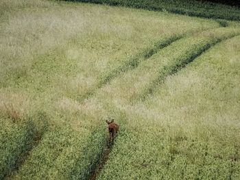 High angle view of horse on field