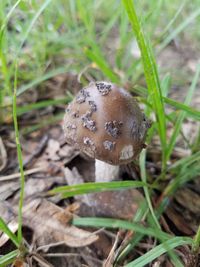 Close-up of mushroom growing on field