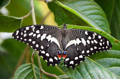 Close-up of butterfly on plant