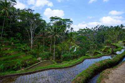 Scenic view of trees growing in forest against sky