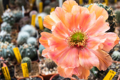 Close-up of pink flower