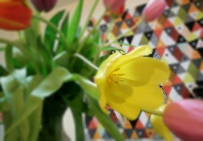 Close-up of yellow flower