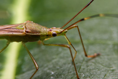 Close-up of insect