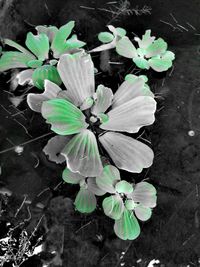 Close-up of plant growing in water